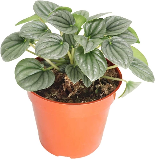 Peperomia does not need direct sunlight, but bright, indirect light is best.