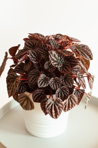 Peperomia is a common houseplant that is native to South America.