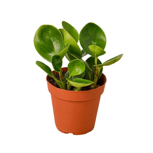 Peperomia is a common houseplant that is relatively easy to care for, but it is susceptible to root rot.