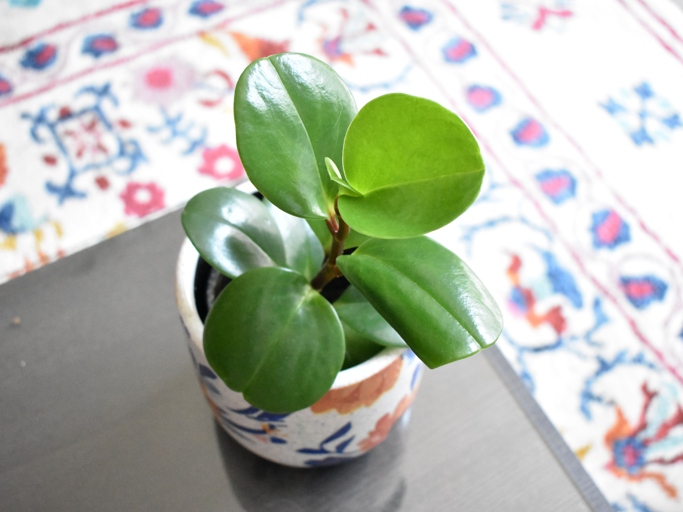 Peperomia obtusifolia, or baby rubber plant, is a common houseplant that is easy to care for.