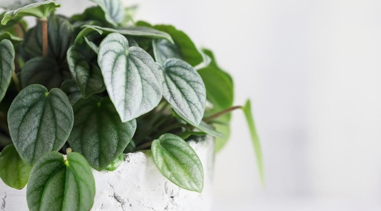 Peperomia plants are native to tropical and subtropical regions and cannot tolerate cold drafts or frost.