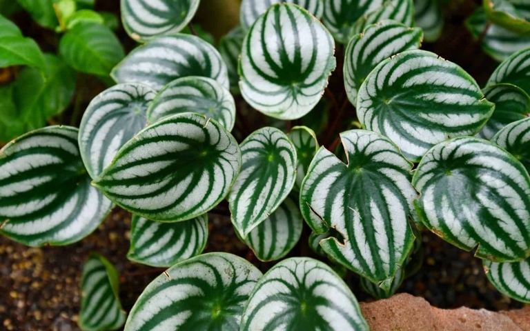 Peperomia plants are native to tropical and subtropical regions of the world, so they are used to warm climates.