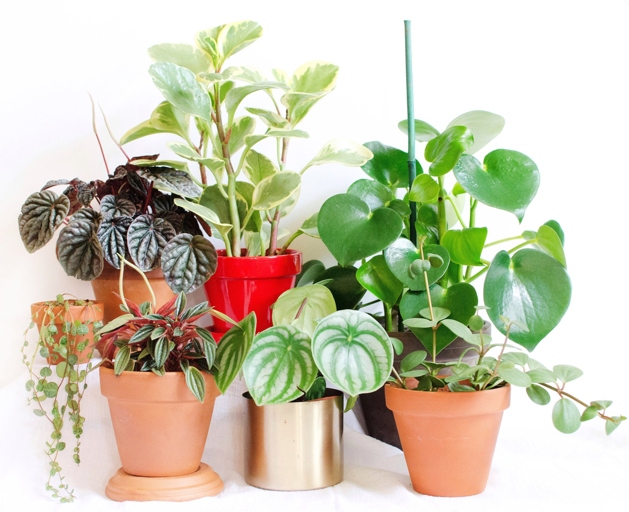 Peperomia plants are susceptible to a number of problems, including leaves turning black.