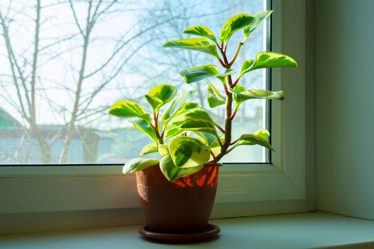 Peperomia plants are susceptible to brown spots on their leaves due to a variety of reasons, including too much sun, too little water, or pests.
