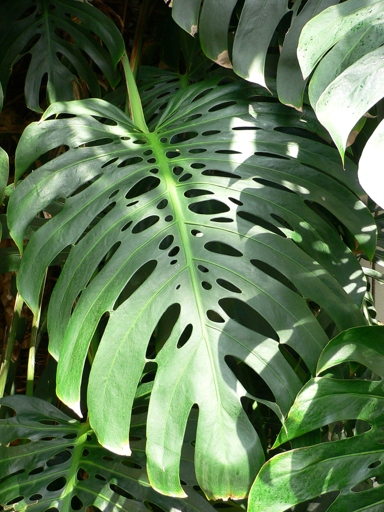 Perforated leaf structure is one of the most distinguishing features of the Monstera deliciosa.