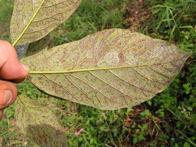 Persea mites are a type of spider mite that infests avocado trees.