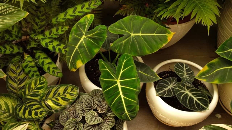 Pest and diseases can affect any type of plant, including philodendrons.