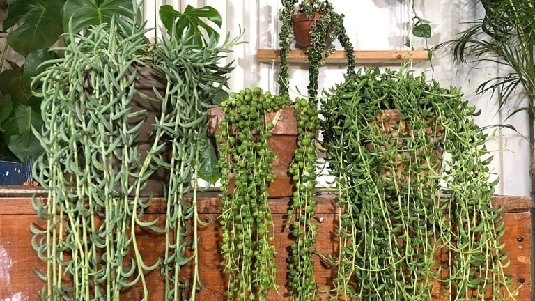 Pest and diseases can affect both string of tears and string of pearls, causing them to lose their leaves and eventually die.