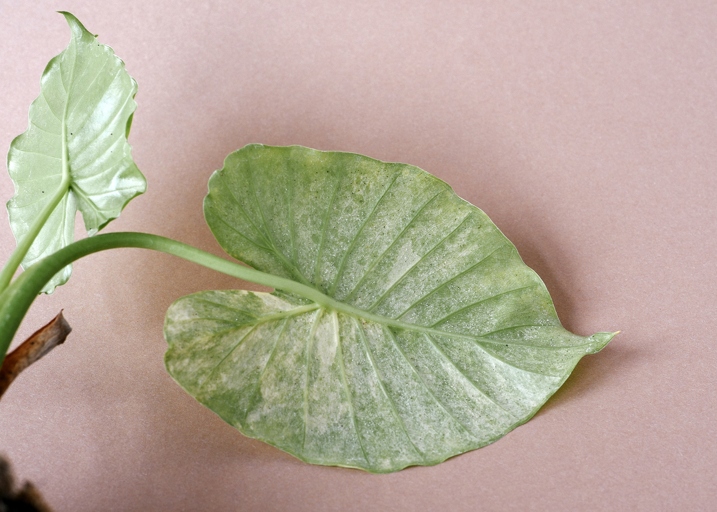 Pest infestation is a common problem for philodendron plants.