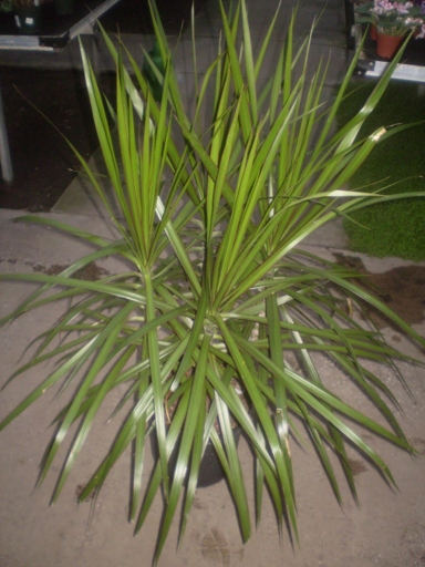 Pest infestation is one of the most common problems that Dracaena owners face.