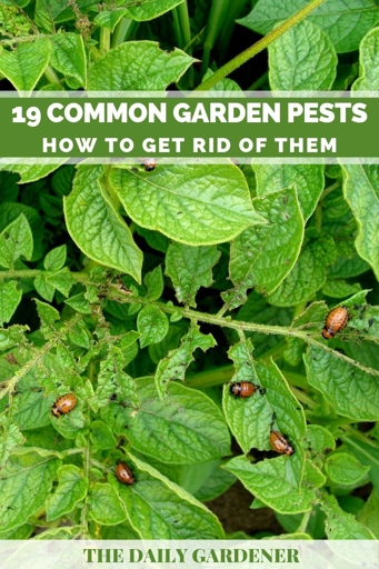 Pest infestation is one of the most common problems that gardeners face.