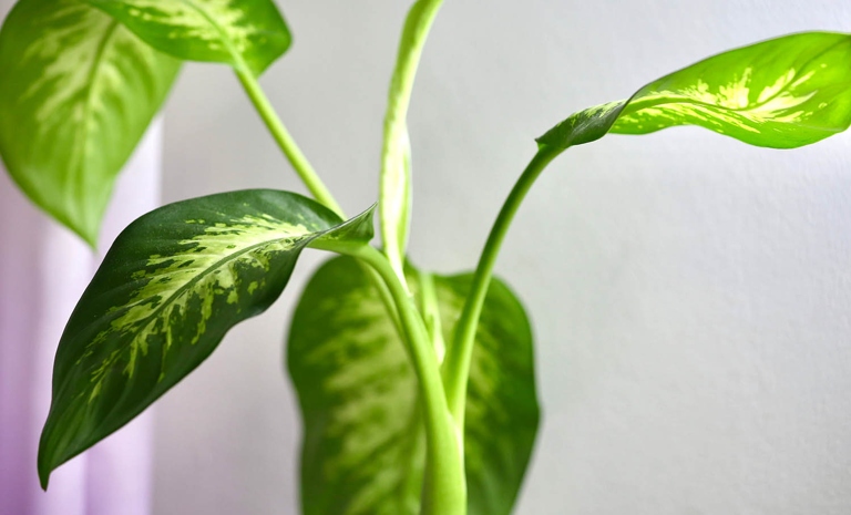 Pest infestations are one of the most common reasons for Dieffenbachia leaves turning brown.