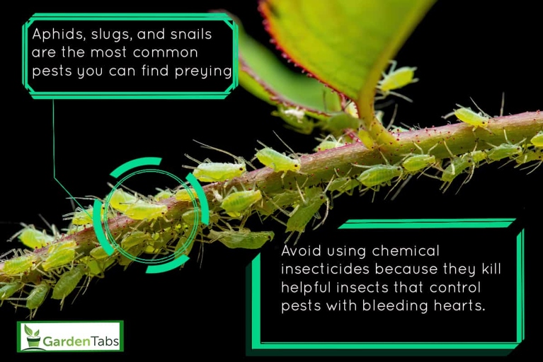 Pests and diseases can infect your heart fern, so it is important to be aware of these potential problems and take steps to prevent them.