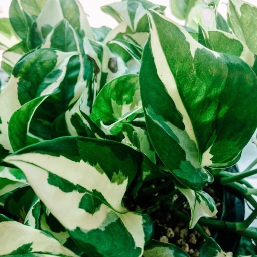 Pests and problems are common with both pothos and glacier plants.
