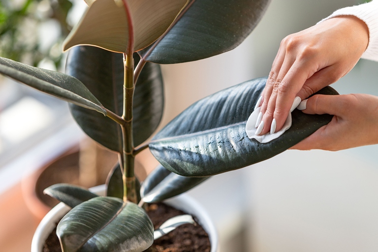 Pests are a common problem for philodendron plants, but there are a few simple steps you can take to combat them.