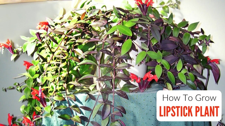 Pests are not a big problem for Black Pagoda Lipstick Plants, but if you see any, you can remove them by hand.