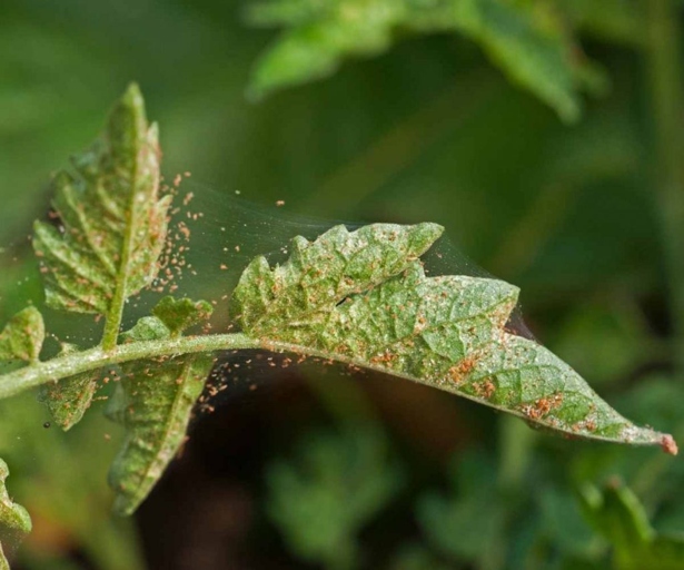 Pests are not a big problem for plumosa ferns, but mealybugs, spider mites, and scale can occasionally be found on the plant.
