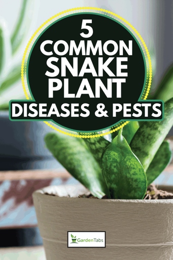 Pests are one of the most common causes of damage to snake plants.