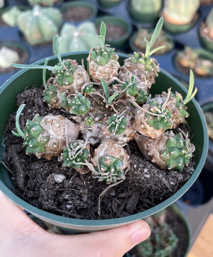 Pests are one of the most common problems when it comes to Euphorbia japonica care.