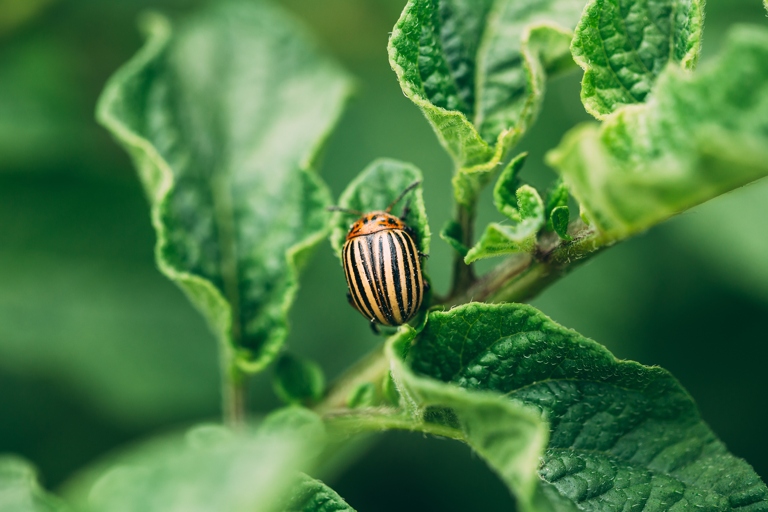 Pests can be a big problem for money plants, but there are a few things you can do to keep them at bay.