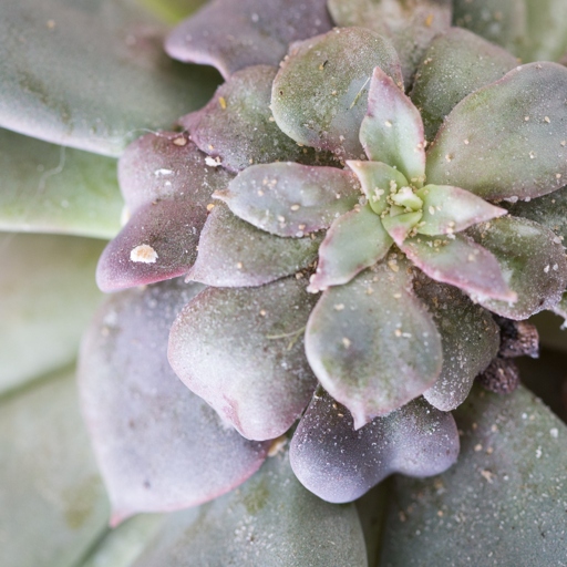 Pests can be controlled by various means, including Farina on succulents.