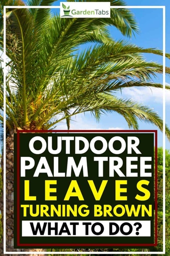 Pests can cause palm leaves to turn brown, but there are solutions to this problem.