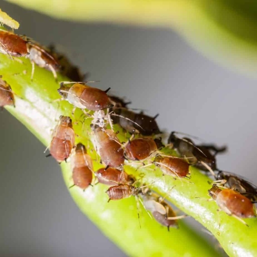 Pests can cause yellow spots on philodendron, and some of them can be quite toxic.