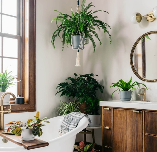 Philodendron is a plant that can thrive in the bathroom.
