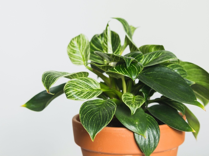 Philodendron is a tropical plant that thrives in warm, humid conditions.