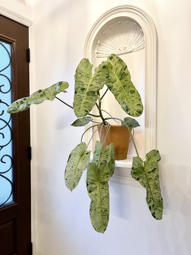 Philodendron Paraiso Verde care is simple and easy, making it a great plant for beginners.