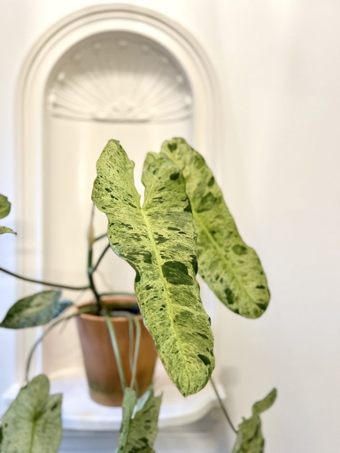 Philodendron paraiso verde is a beautiful, easy-to-care-for houseplant that can brighten up any room.