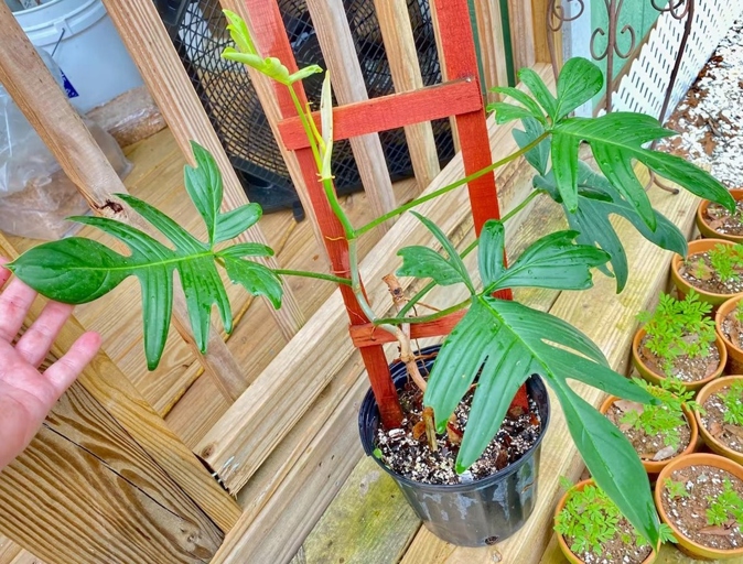 Philodendron pedatum and Philodendron florida have different watering requirements.