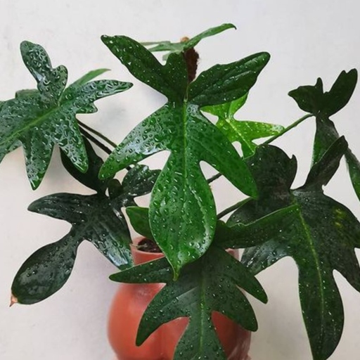 Philodendron pedatum does best in bright, indirect light, while philodendron florida prefers low to bright, indirect light.