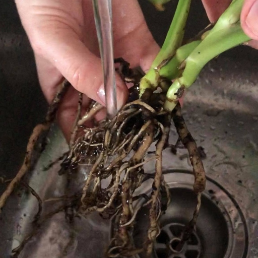 Philodendron root rot is a disease that can affect your plant's health and cause it to die.