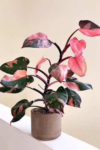 Philodendron's Pink Princess is a hybrid plant that is difficult to grow and is in high demand, which is why it is so pricey.