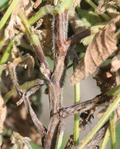 Phytophthora stem and root rot is a disease that can affect many different types of plants.