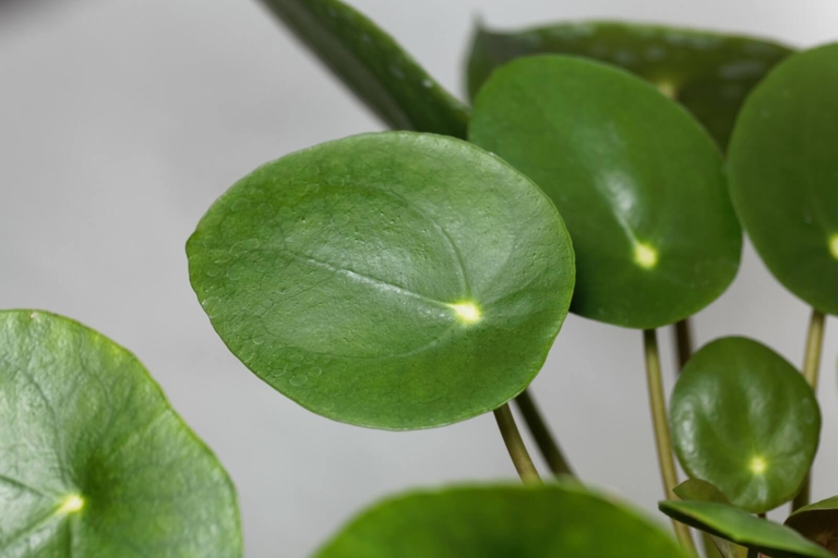 Pilea plants are susceptible to a number of diseases, including white, brown, and black spots on their leaves.