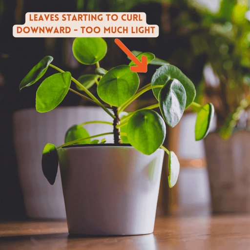 Pilea plants can develop white, brown, or black spots on their leaves for a variety of reasons, including fungal diseases, pests, and environmental stressors.