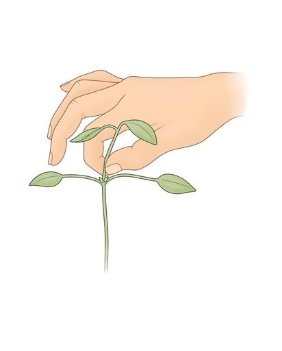 Pinching basil is the process of removing the growing tip of the plant to encourage bushier growth, but peduncles clipping can also be used for the same purpose.