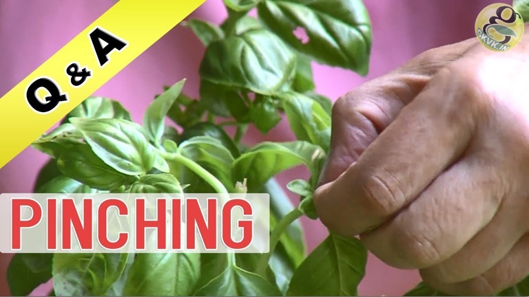 Pinching is the process of removing the growing tip of a plant to encourage bushier growth.