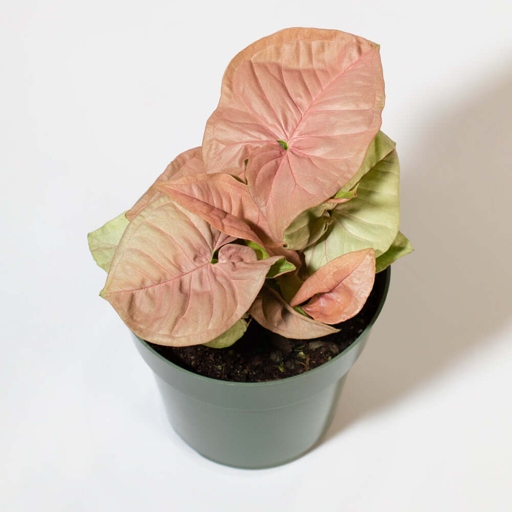 Pink Syngoniums are easy to care for and make a great addition to any indoor space.