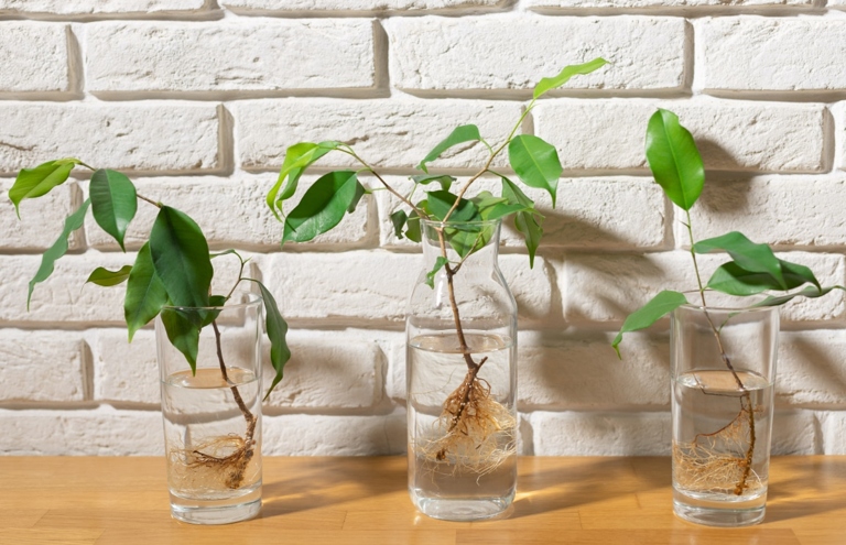 Place the cutting in a jar of water and wait for new growth to appear. To propagate string of bananas from stem cuttings, cut a 6-inch section from a healthy stem and remove the bottom leaves.
