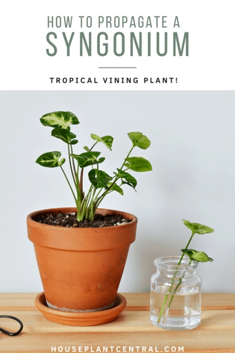 Place the cuttings in a jar or vase of water. 2. Keep the jar or vase in a warm, sunny spot, and wait for the cuttings to root. 3. 1. Take stem cuttings from a Syngonium albo plant in late spring or early summer.