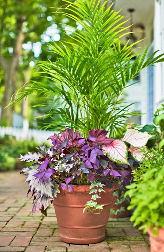 Place the offshoots in a pot with well-draining soil and place the pot in a sunny location.