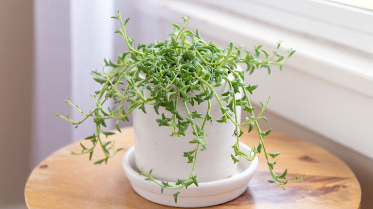 Place your String of Dolphins plant in a bright, indirect light location and it will thrive.