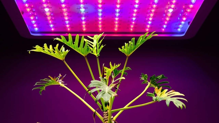 Plants grow better under artificial light because they can control the amount of light that they receive.