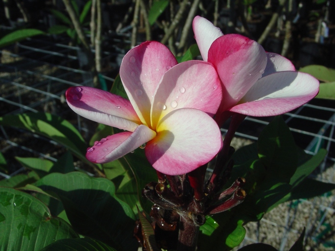 Plumeria stem rot is a problem because it can cause the death of the plant.
