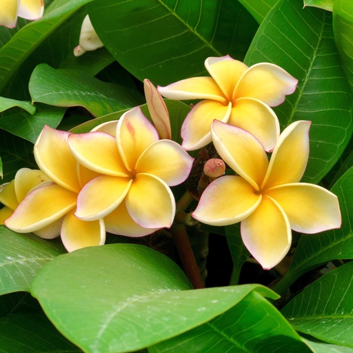 Plumeria/frangipani are beautiful, fragrant flowers that can add a touch of paradise to any garden.