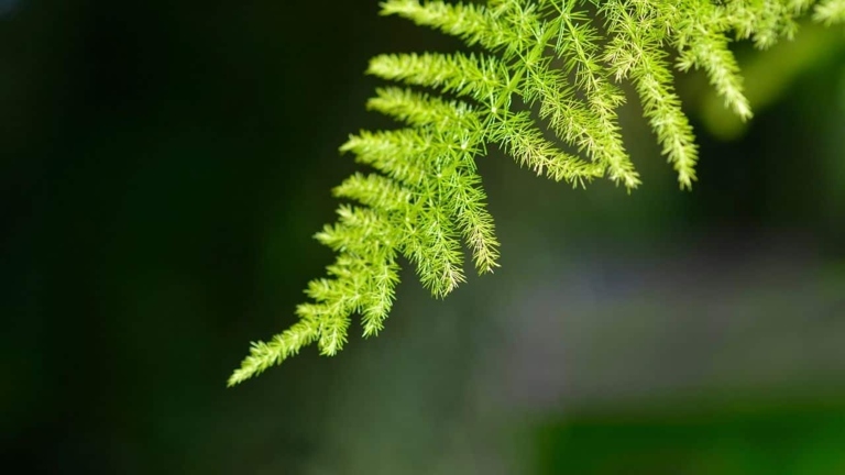 Plumosa ferns can be either synthetic or organic.