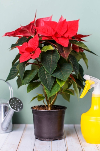 Poinsettias are a popular Christmas plant, but they can be finicky.